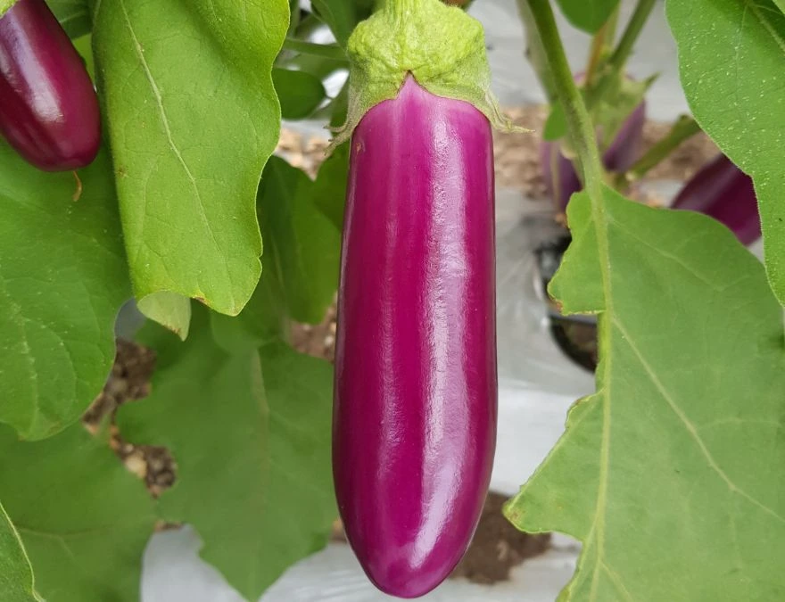 F1-Brinjal Billu