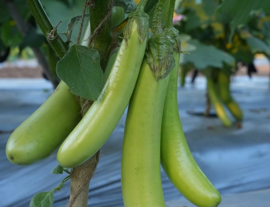 Brinjal Hariya