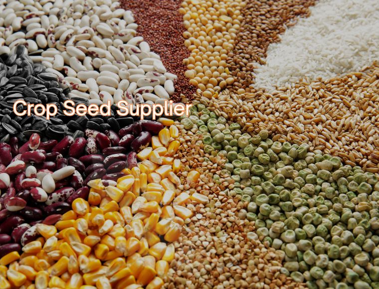 Crop Seed Supplier