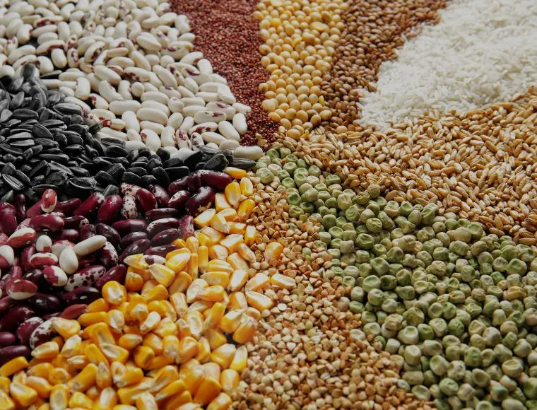 Crop Seed Supplier
