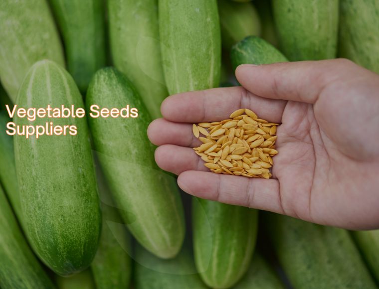 Vegetable Seeds Suppliers