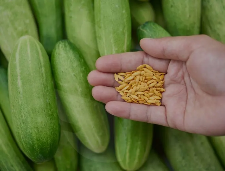 Vegetable Seeds Suppliers